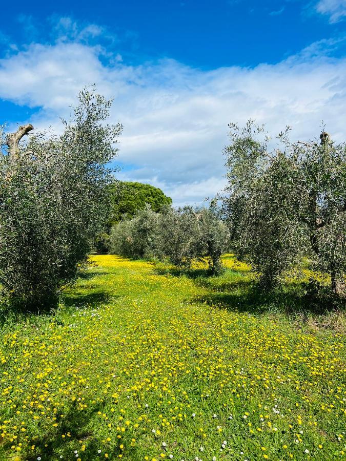 B&B Valle D'Oro Ansedónia Dış mekan fotoğraf